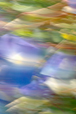 Morning Glories